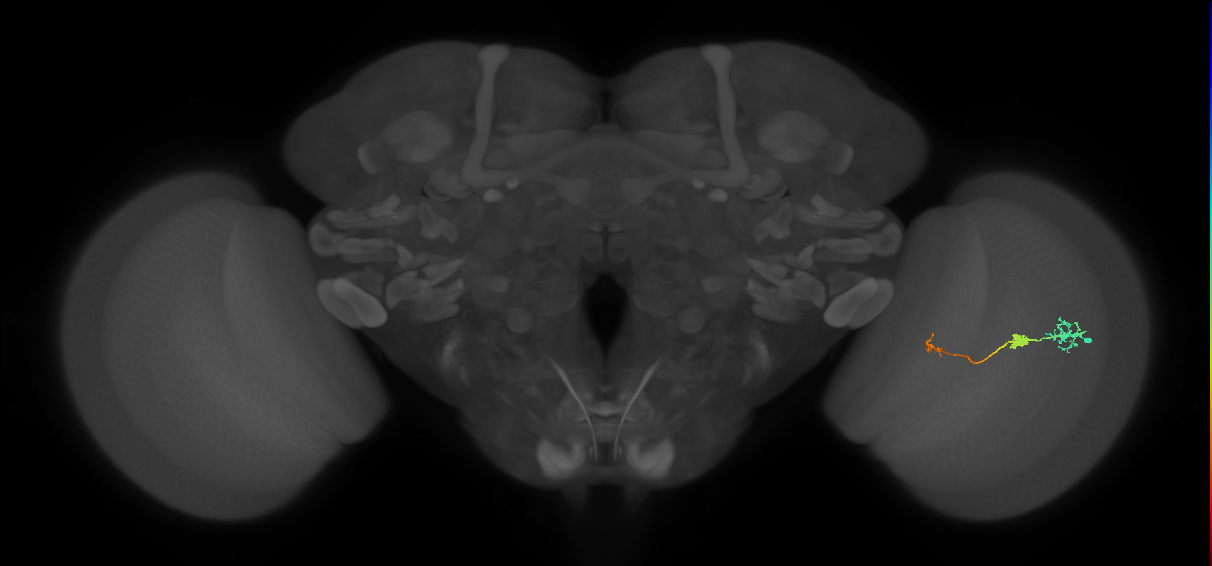 Tm6_R (JRC_OpticLobe:97541)