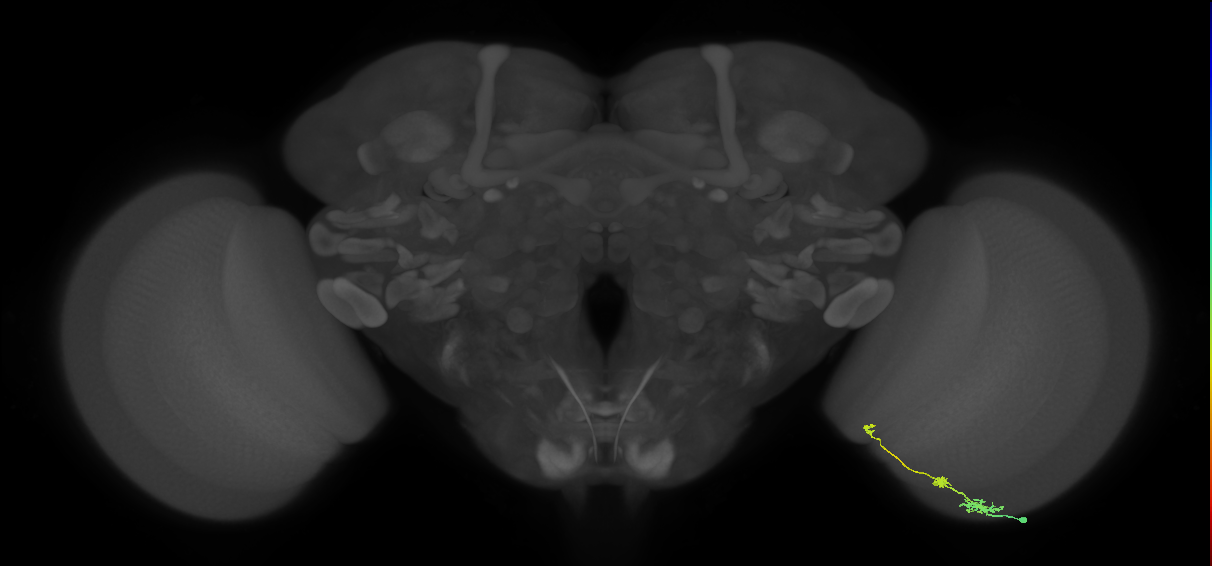 Tm6_R (JRC_OpticLobe:116887)