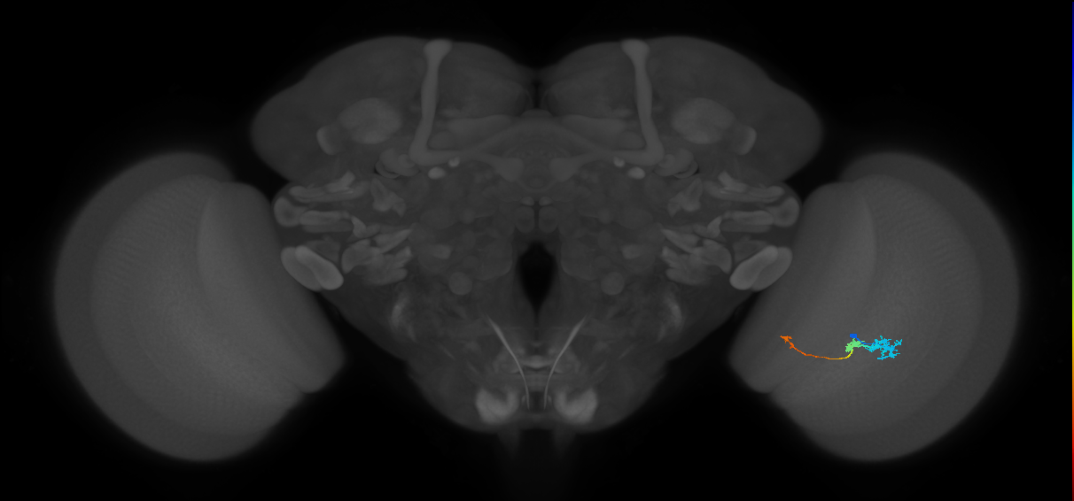 Tm6_R (JRC_OpticLobe:116943)