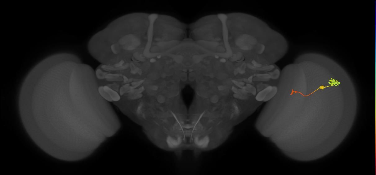 Tm6_R (JRC_OpticLobe:103537)