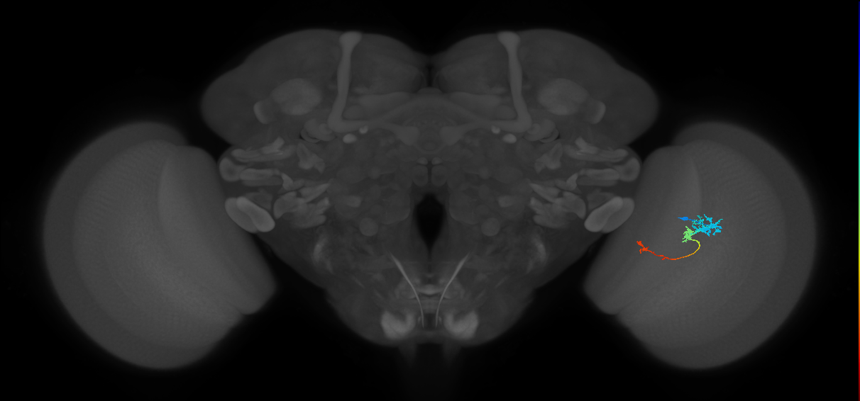 Tm6_R (JRC_OpticLobe:92695)