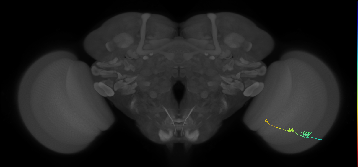 Tm6_R (JRC_OpticLobe:107366)