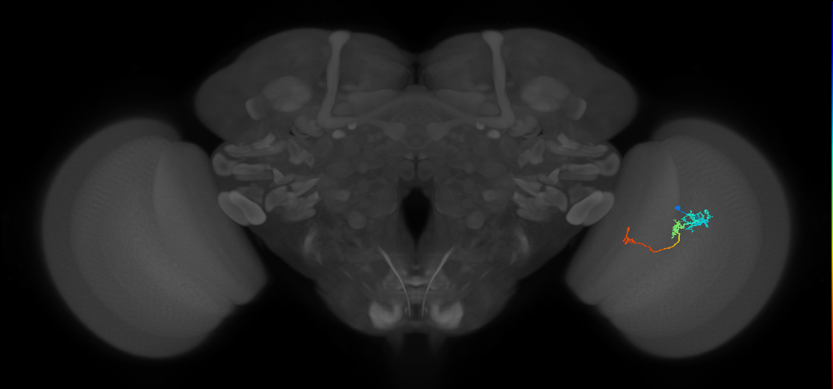Tm6_R (JRC_OpticLobe:95603)