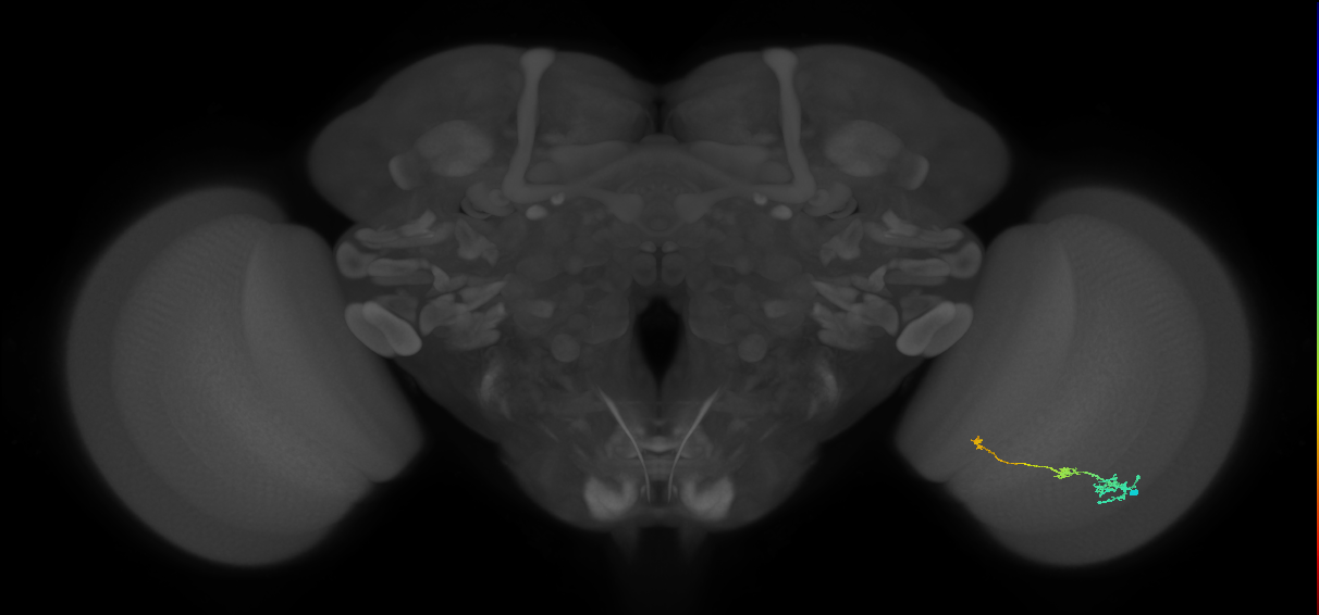Tm6_R (JRC_OpticLobe:110559)
