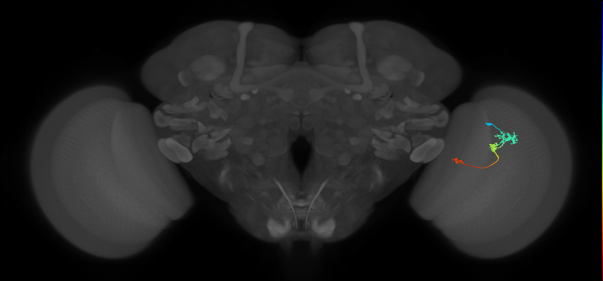 Tm6_R (JRC_OpticLobe:96239)