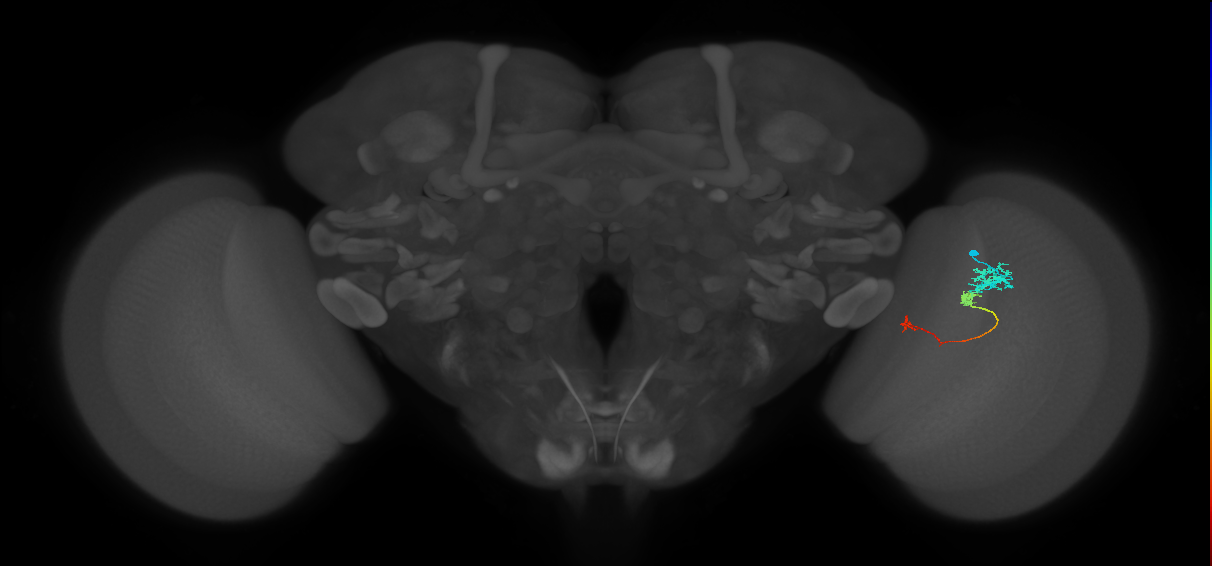Tm6_R (JRC_OpticLobe:93789)