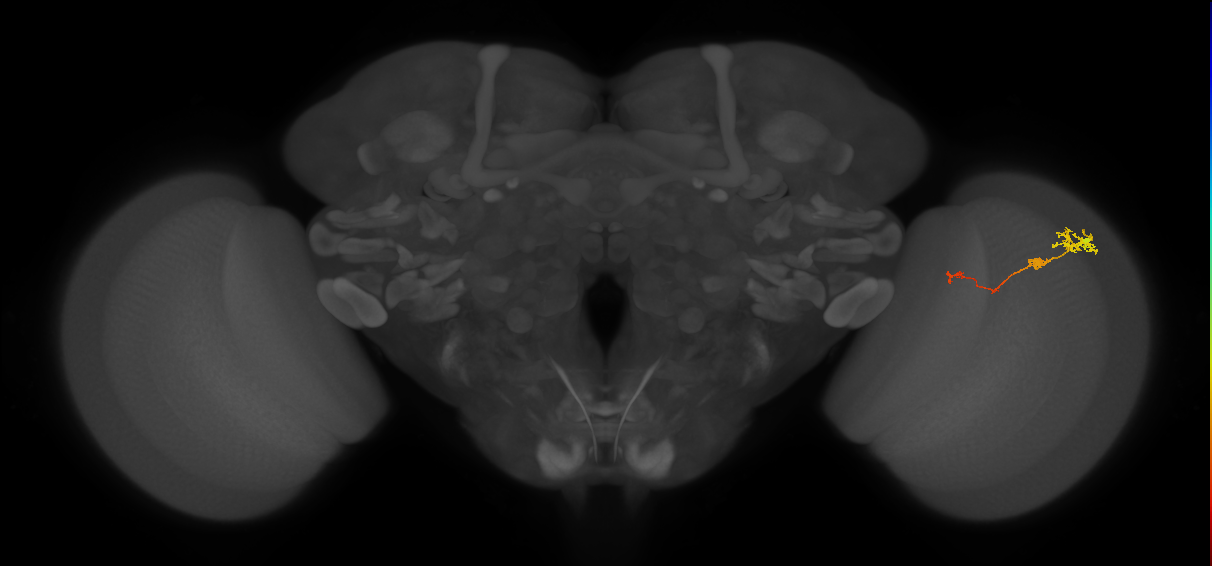 Tm6_R (JRC_OpticLobe:115476)