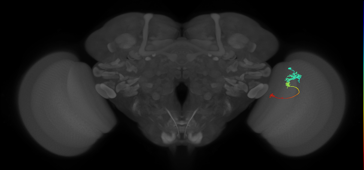 Tm6_R (JRC_OpticLobe:75196)