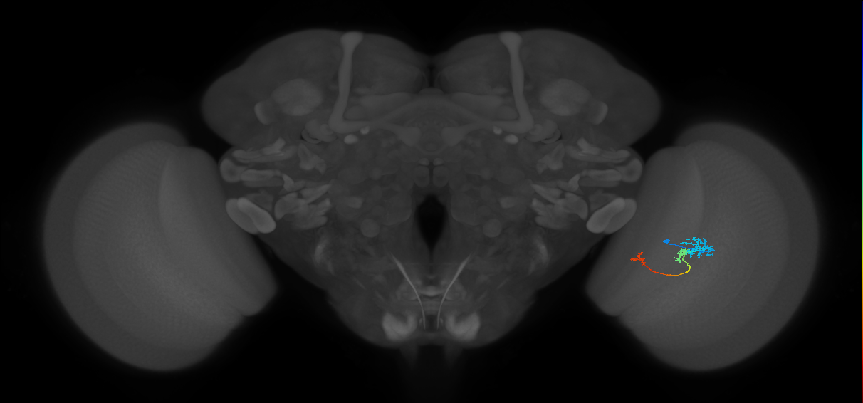 Tm6_R (JRC_OpticLobe:108710)