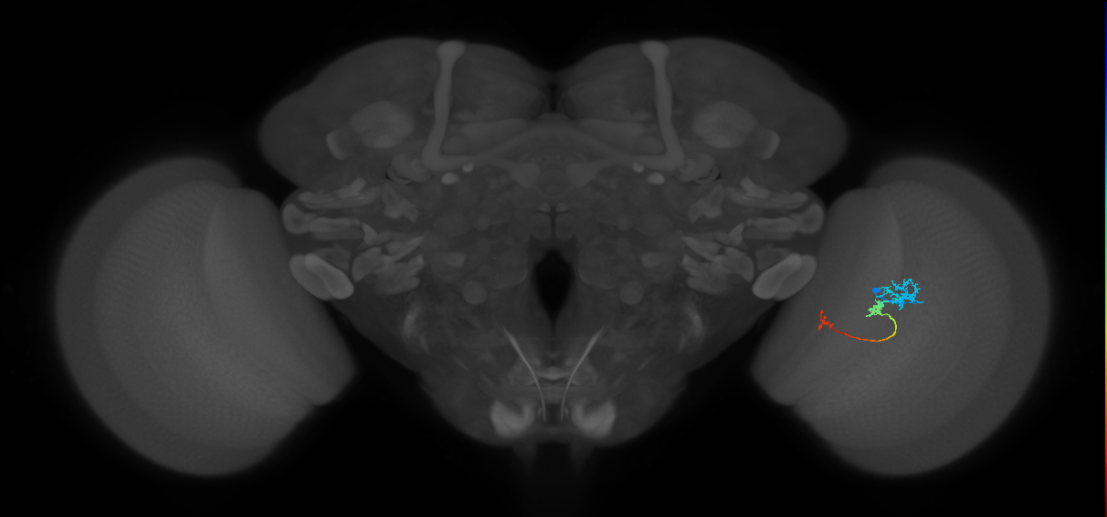 Tm6_R (JRC_OpticLobe:96395)