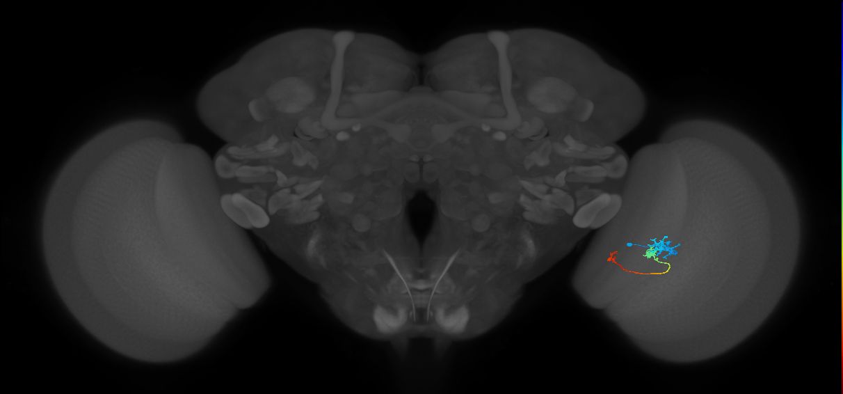 Tm6_R (JRC_OpticLobe:106657)