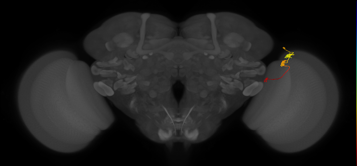 Tm6_R (JRC_OpticLobe:119751)