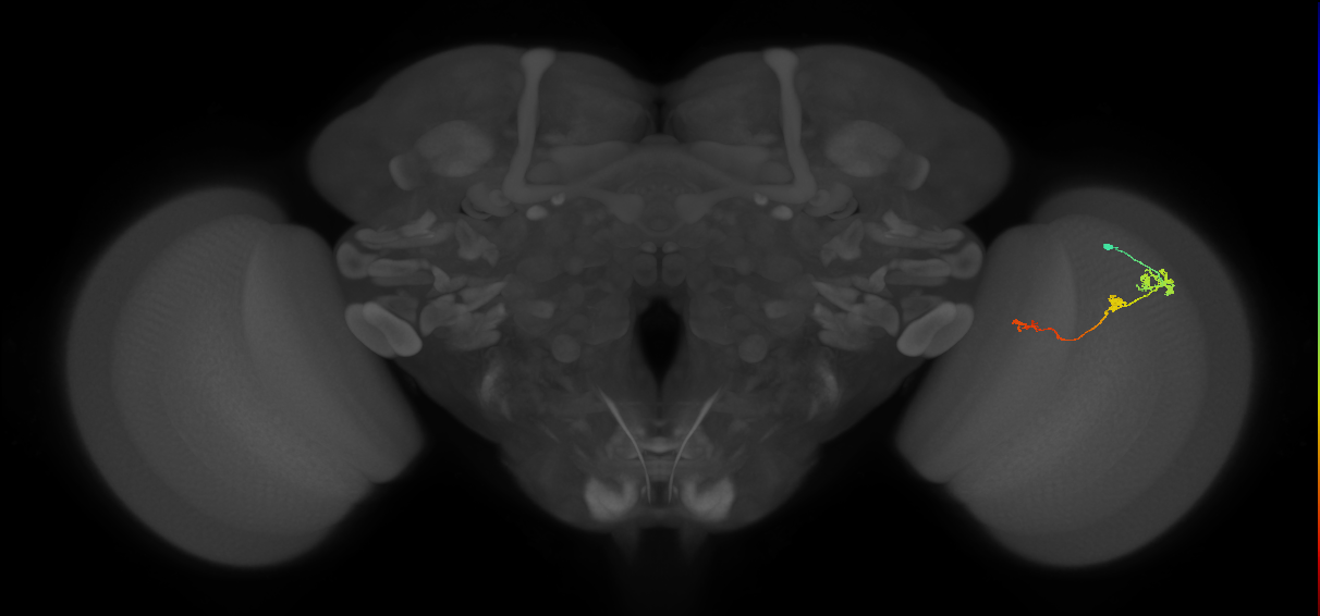 Tm6_R (JRC_OpticLobe:109953)