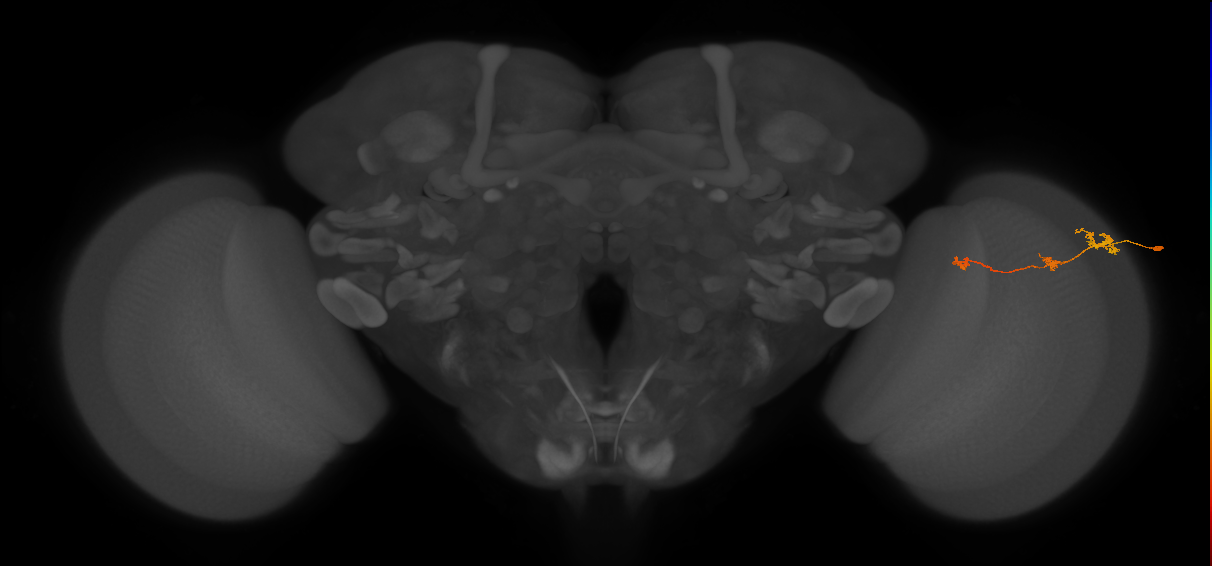 Tm6_R (JRC_OpticLobe:104587)