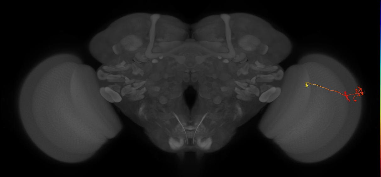 Tm6_R (JRC_OpticLobe:127243)