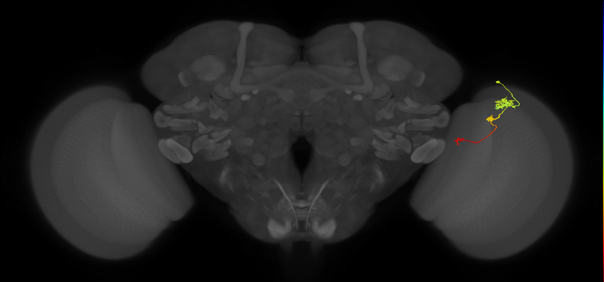 Tm6_R (JRC_OpticLobe:102846)
