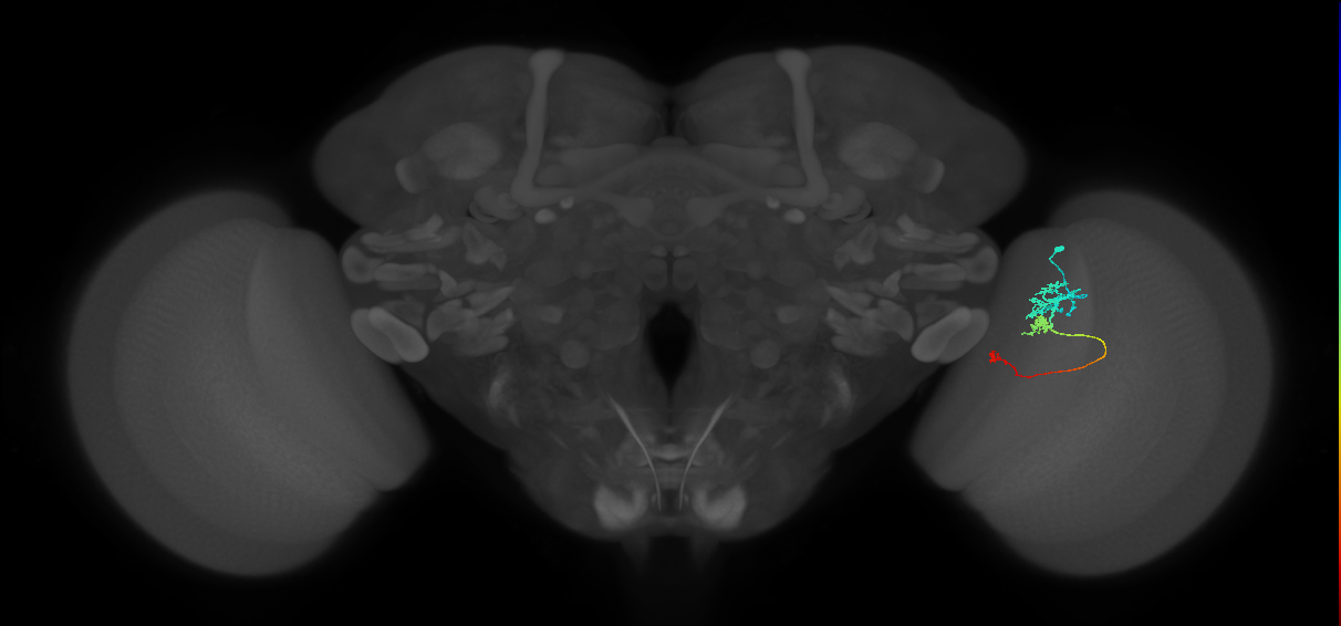 Tm6_R (JRC_OpticLobe:107287)