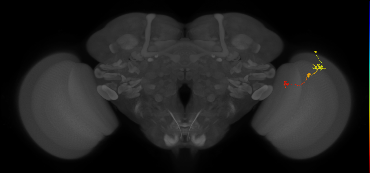 Tm6_R (JRC_OpticLobe:108322)