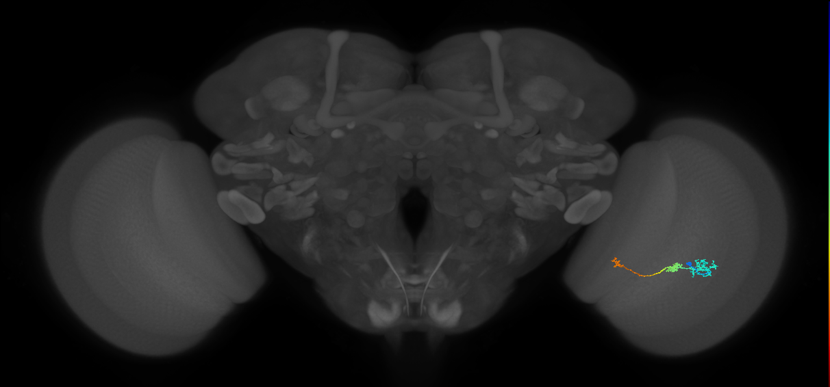 Tm6_R (JRC_OpticLobe:99889)