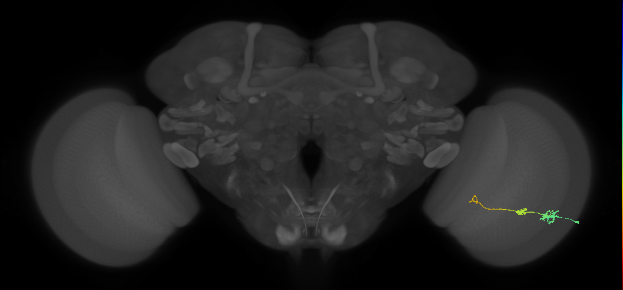 Tm6_R (JRC_OpticLobe:95219)