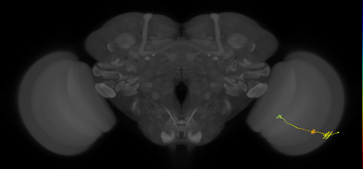 Tm6_R (JRC_OpticLobe:95457)