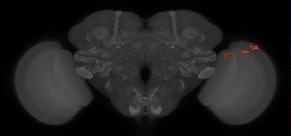 Tm6_R (JRC_OpticLobe:122761)