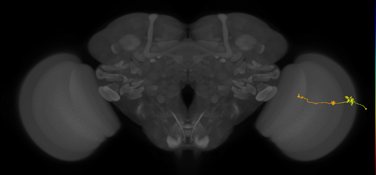 Tm6_R (JRC_OpticLobe:141558)