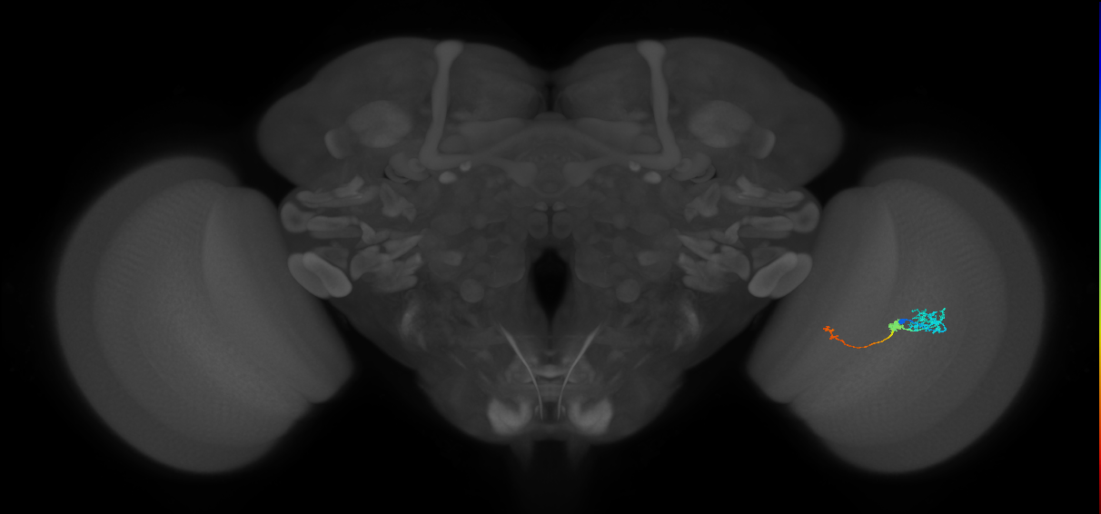 Tm6_R (JRC_OpticLobe:105644)