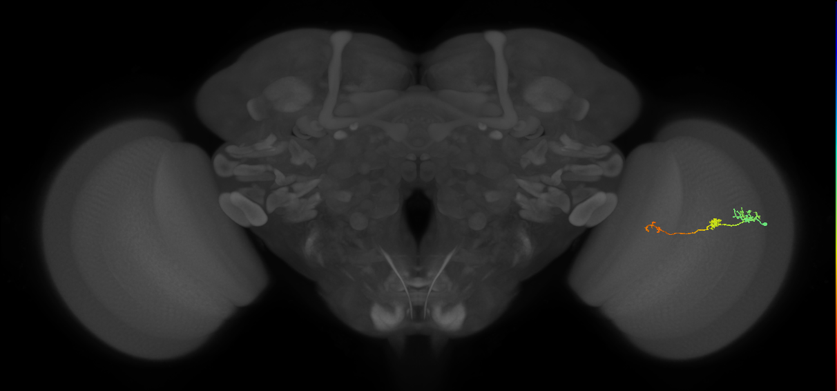 Tm6_R (JRC_OpticLobe:107526)