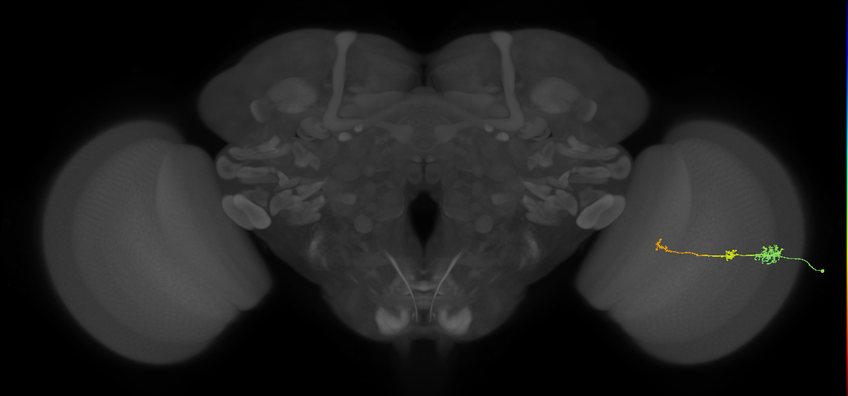 Tm6_R (JRC_OpticLobe:91419)