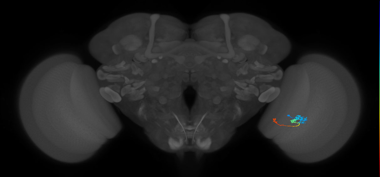 Tm6_R (JRC_OpticLobe:111341)