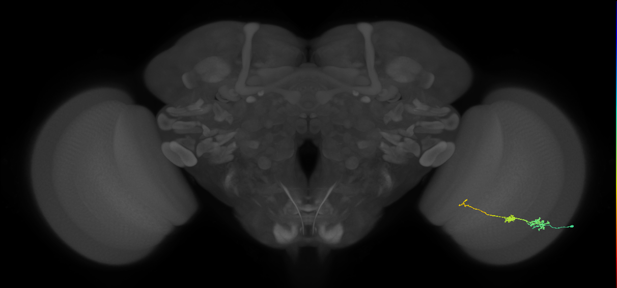 Tm6_R (JRC_OpticLobe:102463)