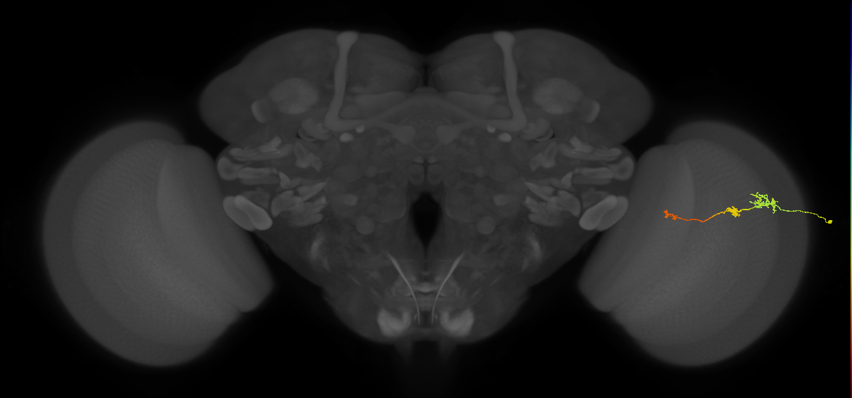 Tm6_R (JRC_OpticLobe:146740)