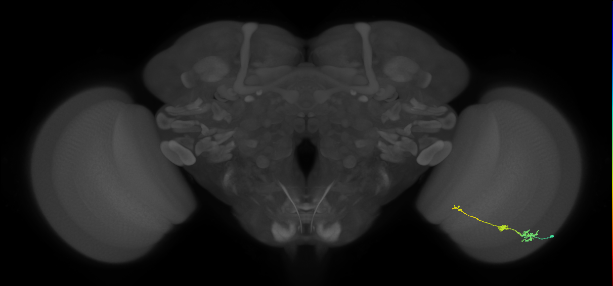 Tm6_R (JRC_OpticLobe:102694)