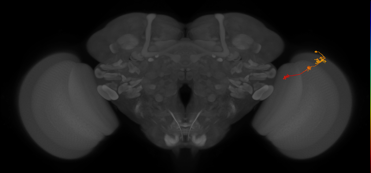 Tm6_R (JRC_OpticLobe:101251)