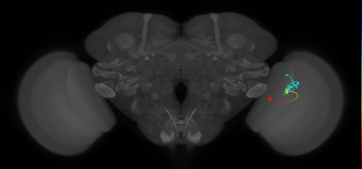 Tm6_R (JRC_OpticLobe:98278)