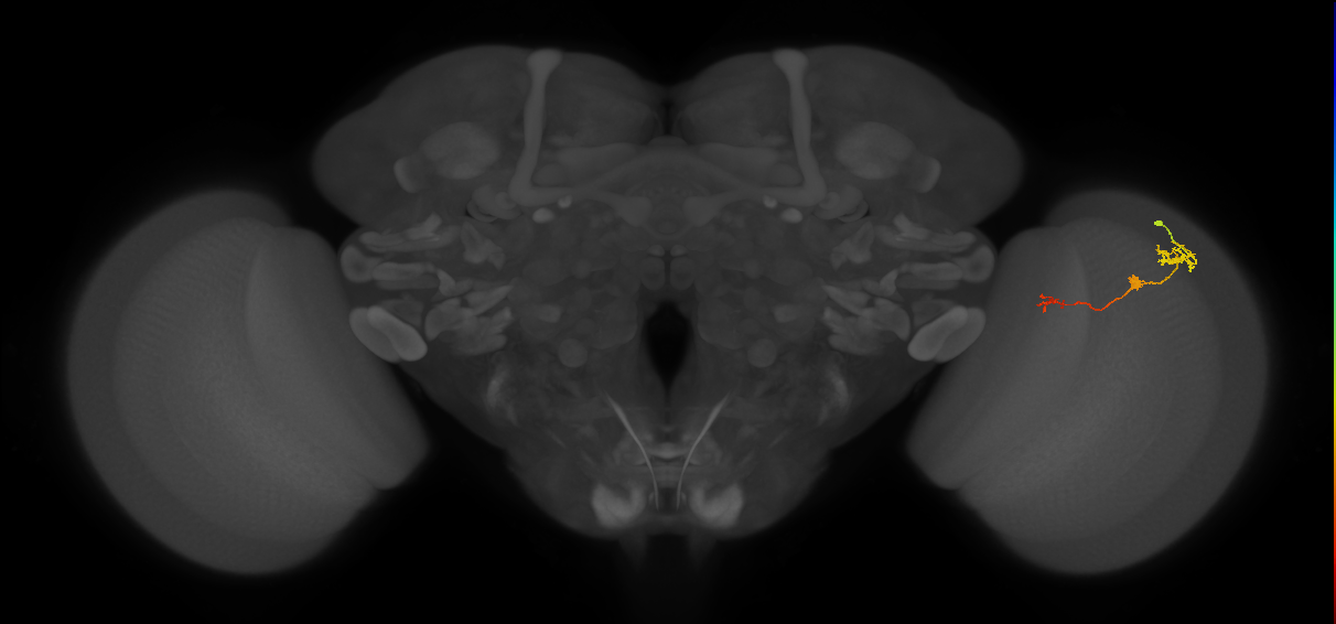Tm6_R (JRC_OpticLobe:174349)