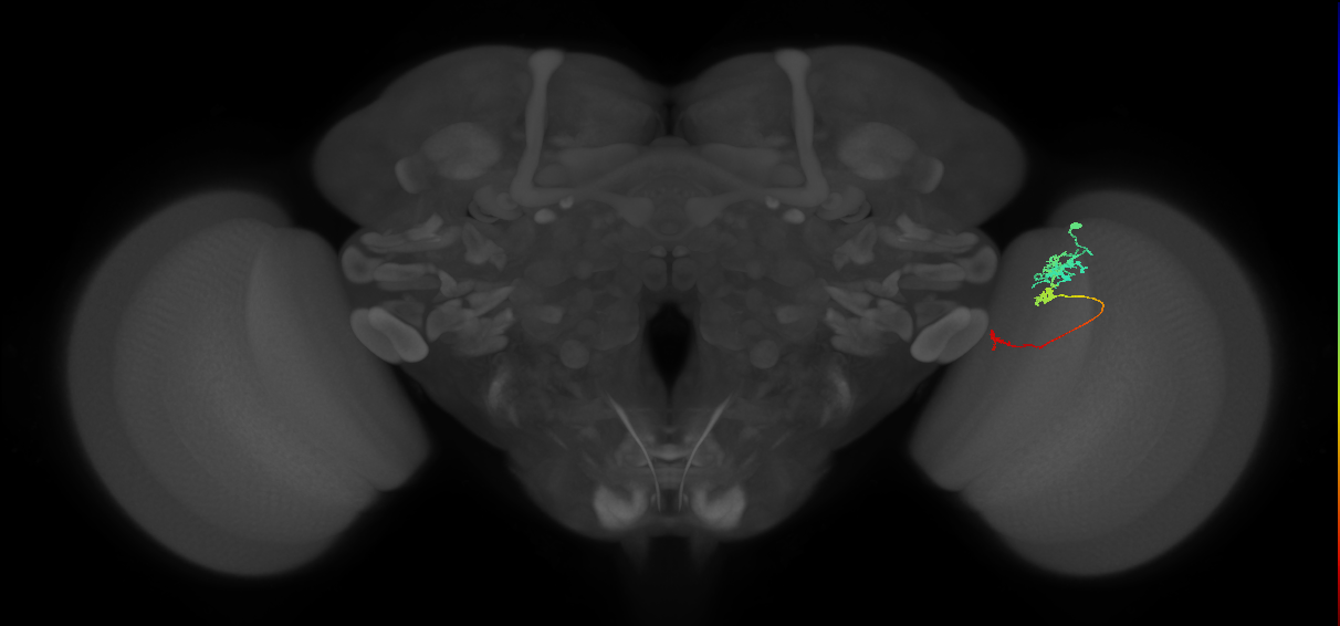 Tm6_R (JRC_OpticLobe:100569)