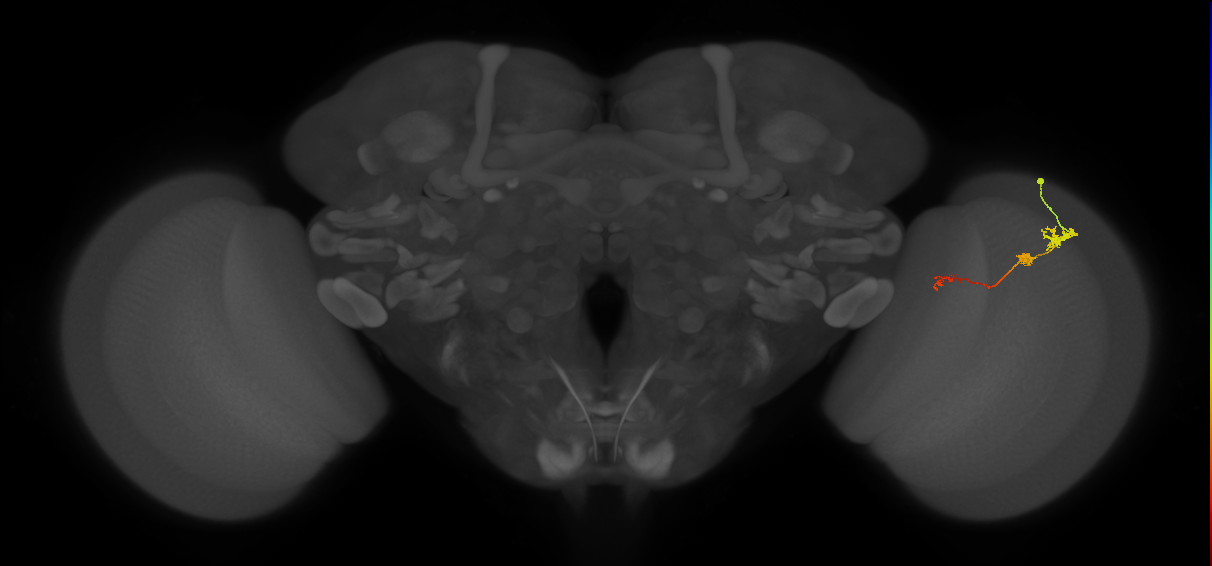 Tm6_R (JRC_OpticLobe:106162)