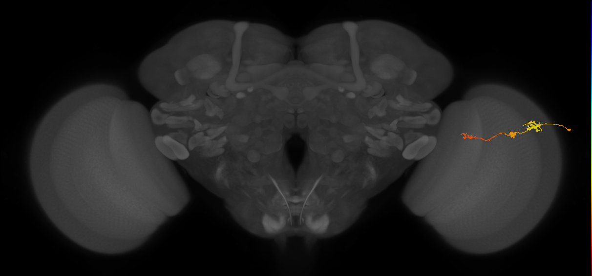 Tm6_R (JRC_OpticLobe:111291)