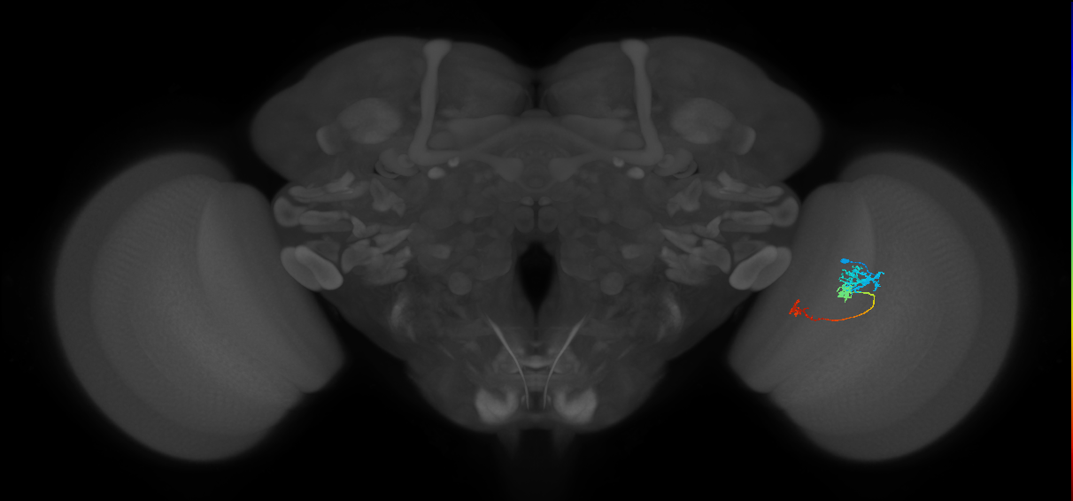 Tm6_R (JRC_OpticLobe:94523)