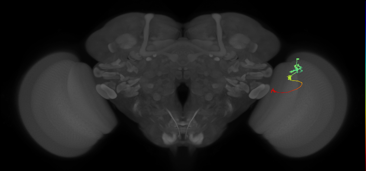 Tm6_R (JRC_OpticLobe:101426)