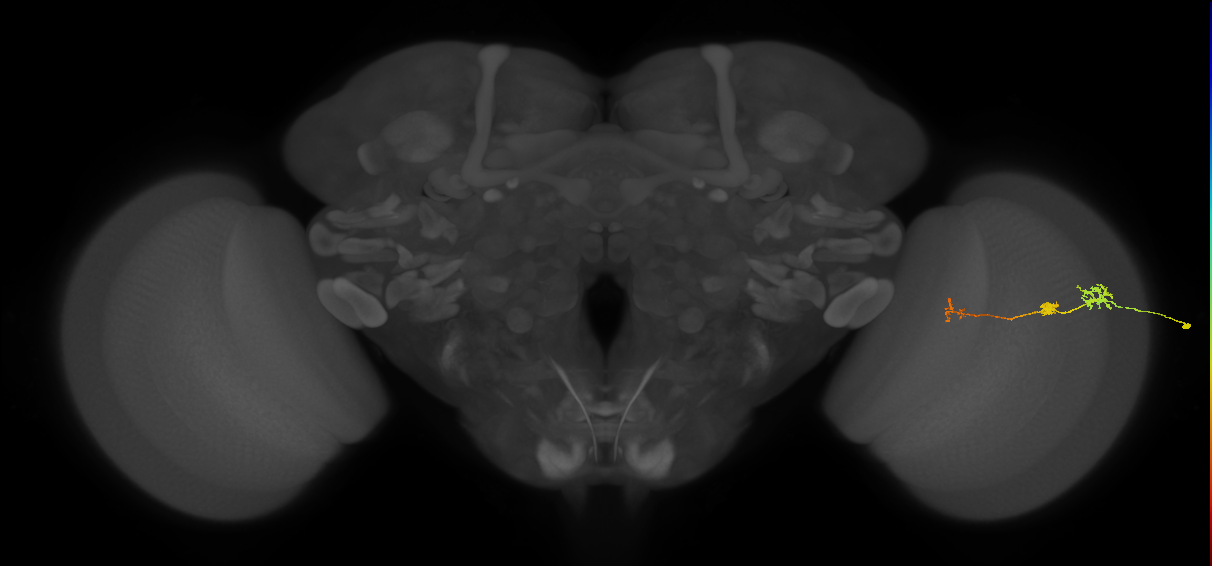 Tm6_R (JRC_OpticLobe:149181)