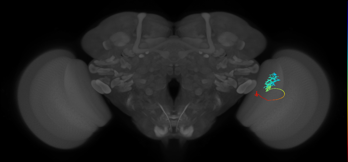 Tm6_R (JRC_OpticLobe:93649)