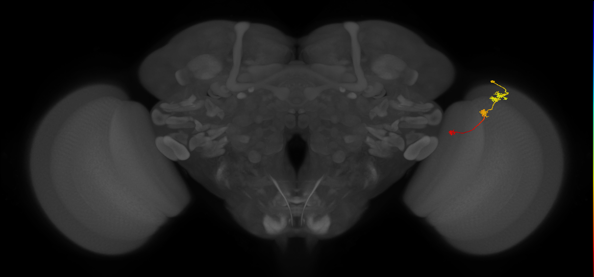 Tm6_R (JRC_OpticLobe:116145)