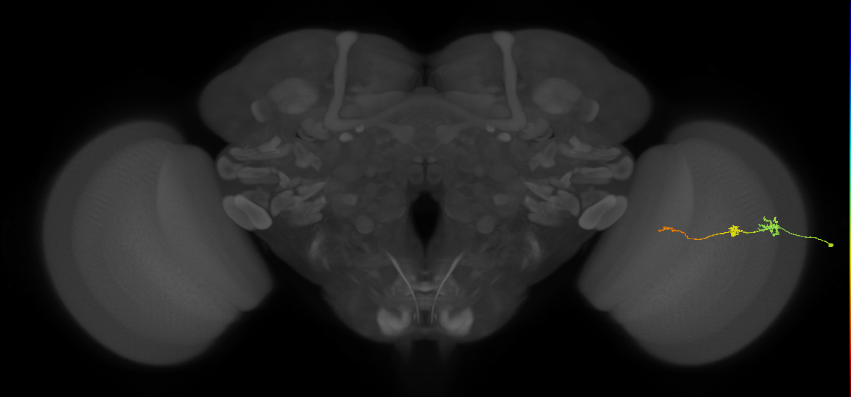 Tm6_R (JRC_OpticLobe:156132)