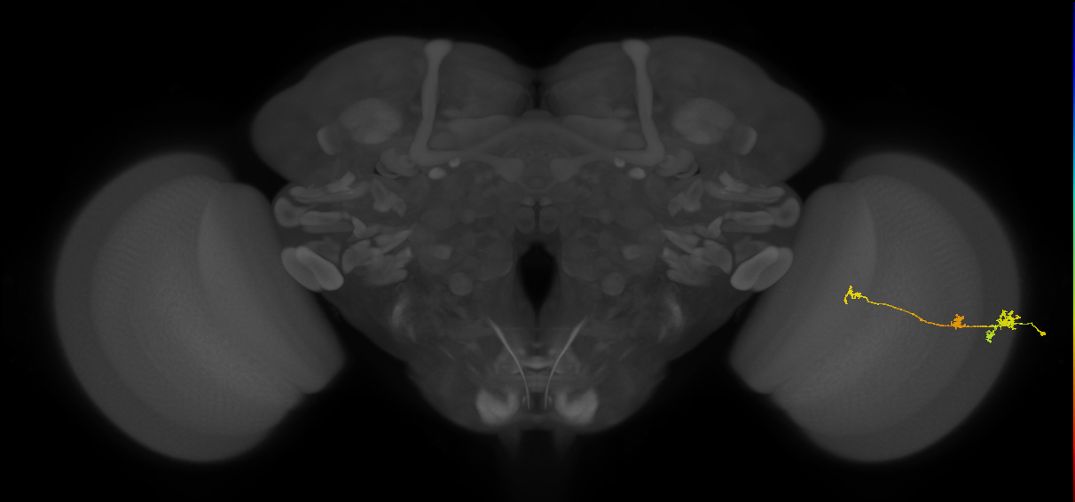 Tm6_R (JRC_OpticLobe:89372)