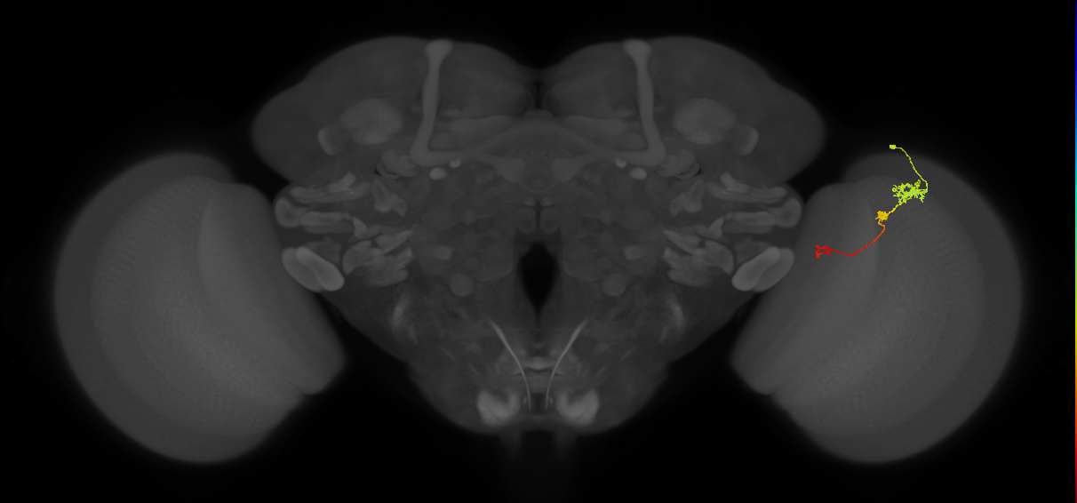 Tm6_R (JRC_OpticLobe:113929)