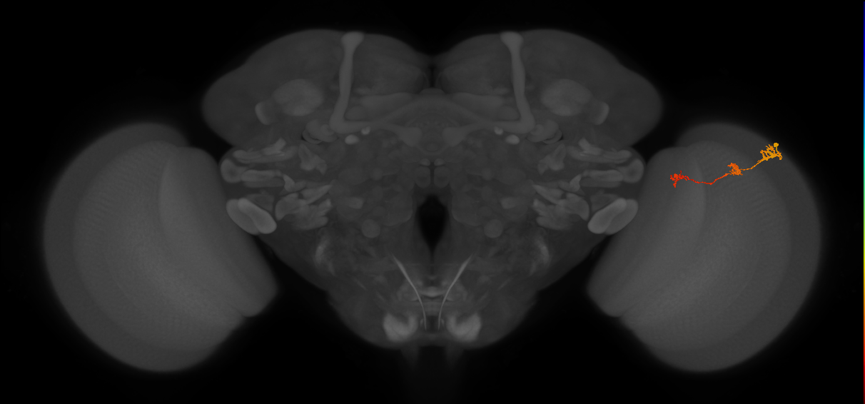 Tm6_R (JRC_OpticLobe:99121)