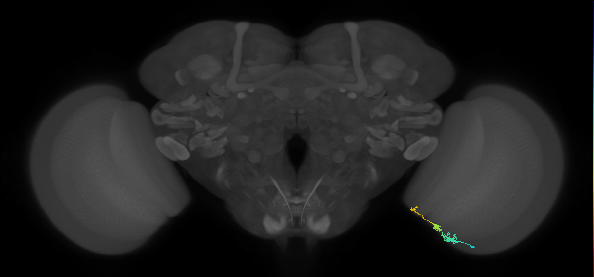 Tm6_R (JRC_OpticLobe:138117)